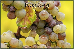 Riesling Seminar