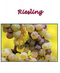 Riesling Seminar