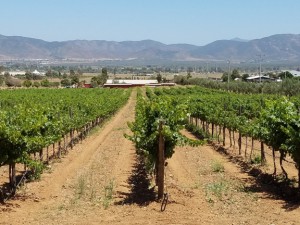 Baja Vineyards