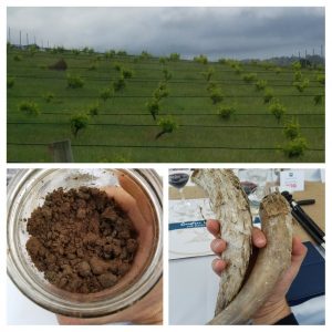 biodynamic farming