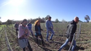 Bindi Vineyard