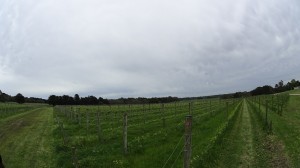 Kooyong
