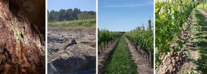 Soils