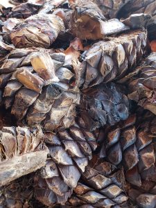 Cooked agave