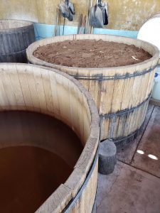 fermentation